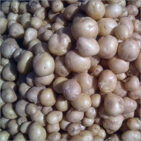 Potato