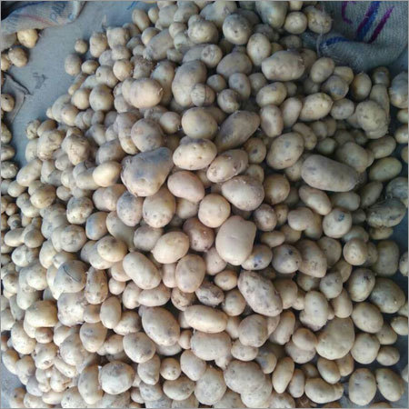 Fresh Potato