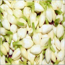 Gul Hina Attar