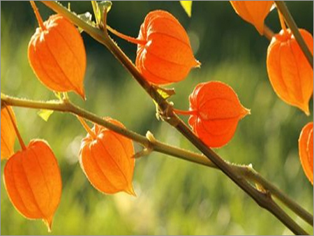 Ashwagandha - Dried Herb for Adults & Infants | Herbal Treatment & Storage in Dry Place