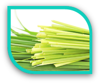 सिट्रोनेला आवश्यक तेल