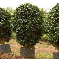 बड़ा बागान के पेड़