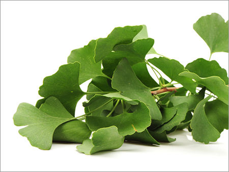 Green Ginkgo Biloba Expracts