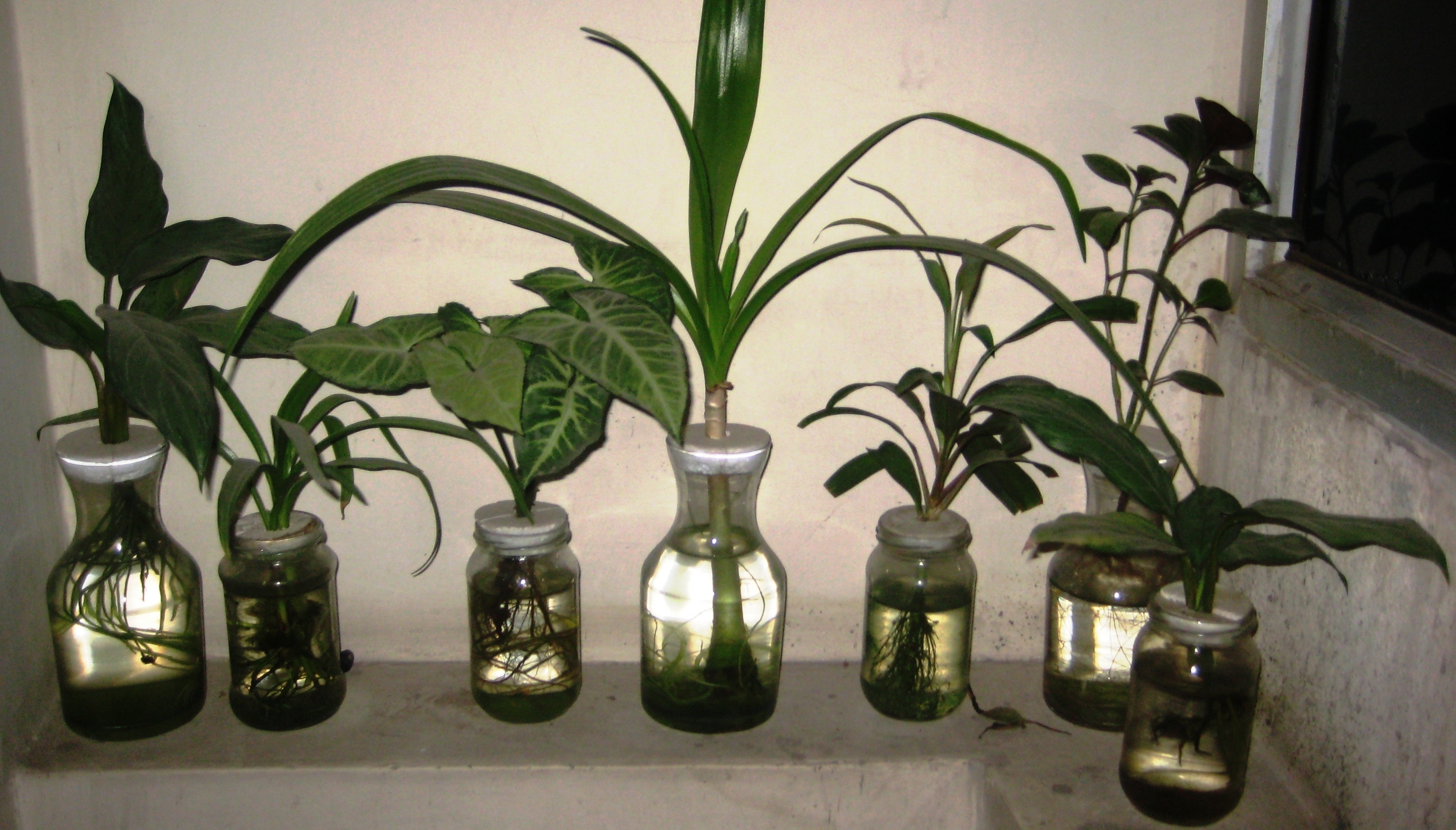 Hydromax (Hydroponic Solution)