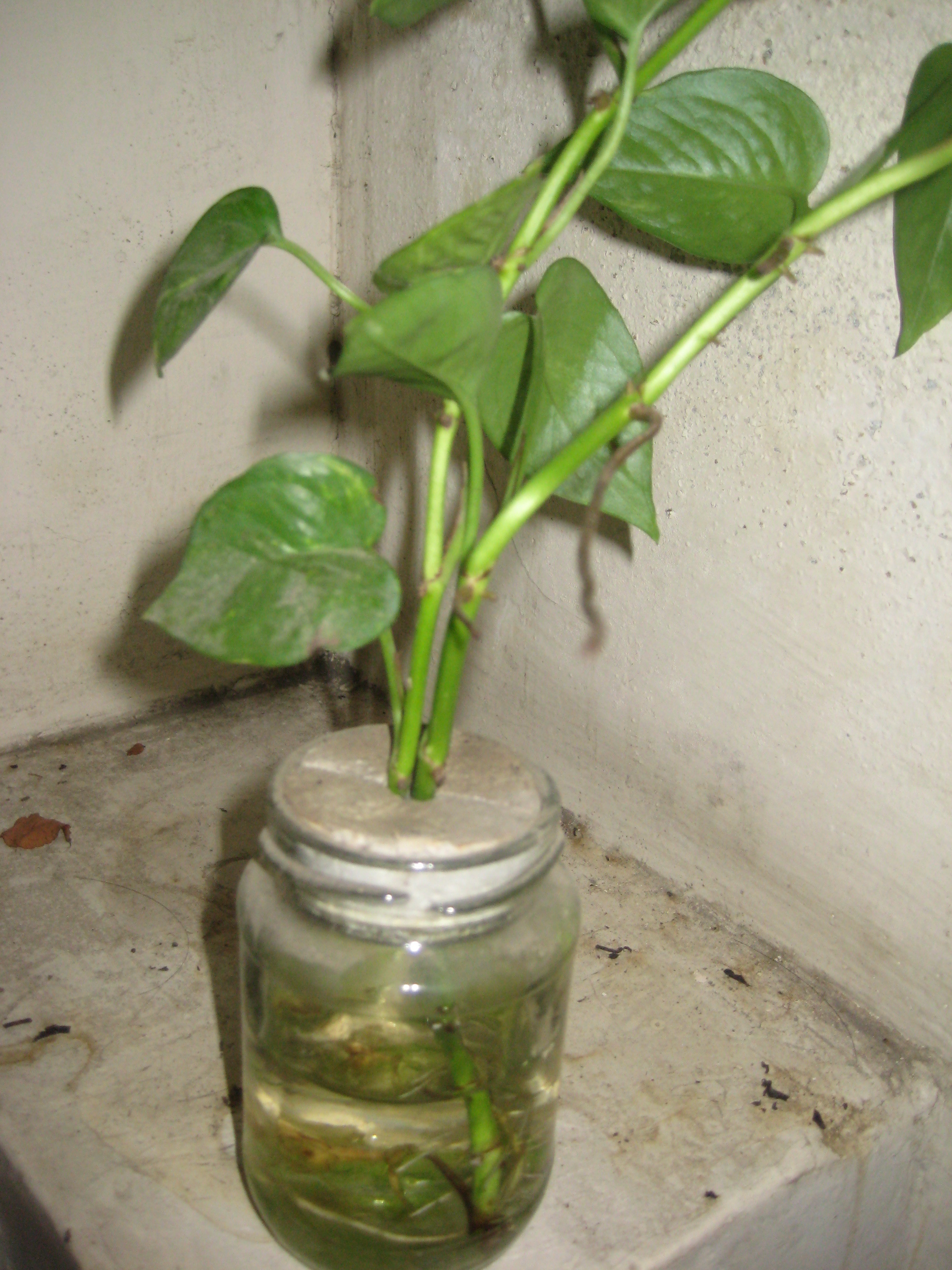 Hydromax (Hydroponic Solution)