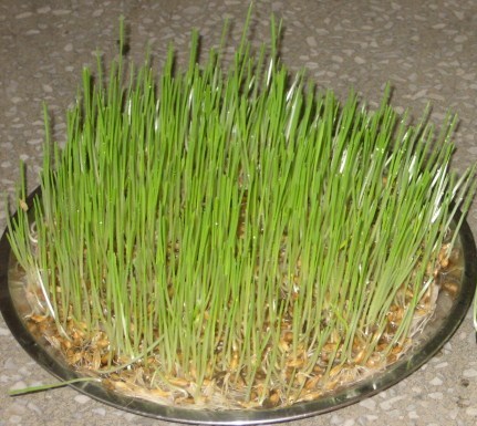 Hydromax (Hydroponic Solution)