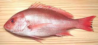 King Snapper & Crimson Snapper