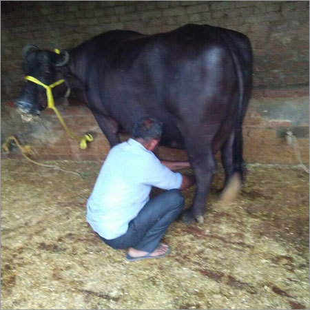 काली मुर्रा भैंस