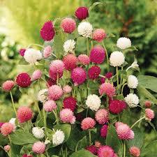 गोम्फ्रेना फूल के बीज