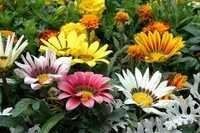 Gazania Flower Seeds