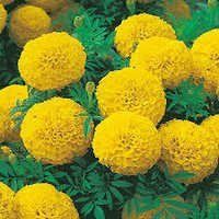 Marigold African Flower Seeds