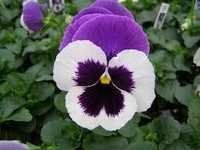 Pansy Flower Seeds