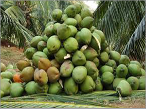 पक चुका नारियल