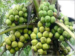 प्राकृतिक हरा नारियल