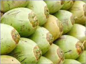 ताजा हरा नारियल