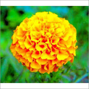 Zeaxanthin And Lutein Extract
