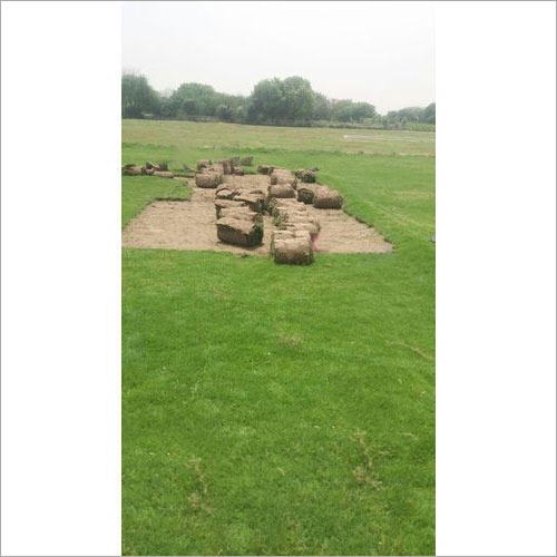 कोरियाई घास