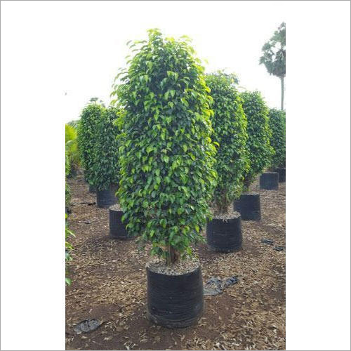 फाइकस ब्लैकी प्लांट