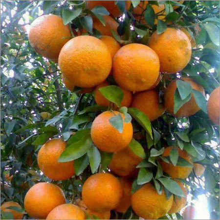 Fresh Orange