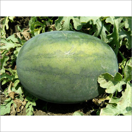 Fresh WaterMelon