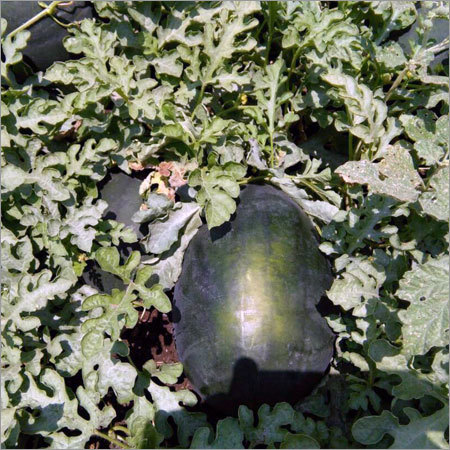 Pure WaterMelon