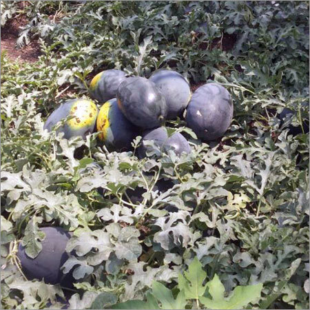 Organic WaterMelon