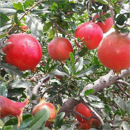 Fresh whole Pomegranate