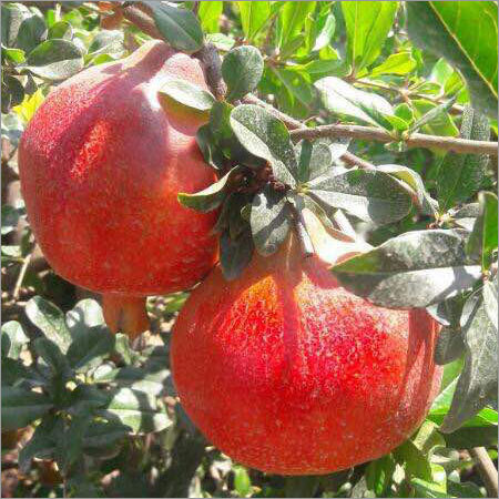 Raw Fresh Pomegranate