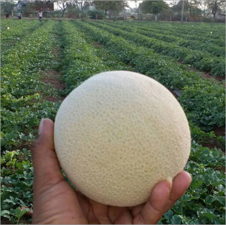 Pure Melon