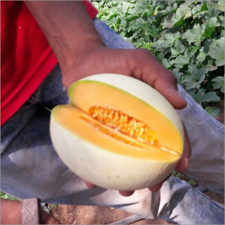 Melon