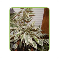 फाइकस प्रोफिट