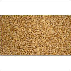 PBW 343 Wheat Seed