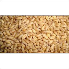 PBW 373 Wheat Seed