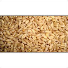 WH 711 Wheat Seed