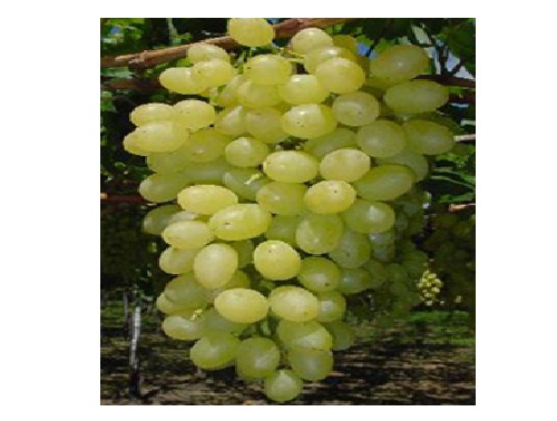 थॉम्पसन अंगूर