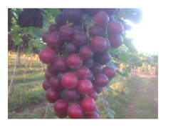 फ्लेम अंगूर