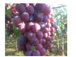 लाल ग्लोब अंगूर