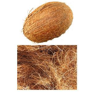 नारियल और नारियल फाइबर