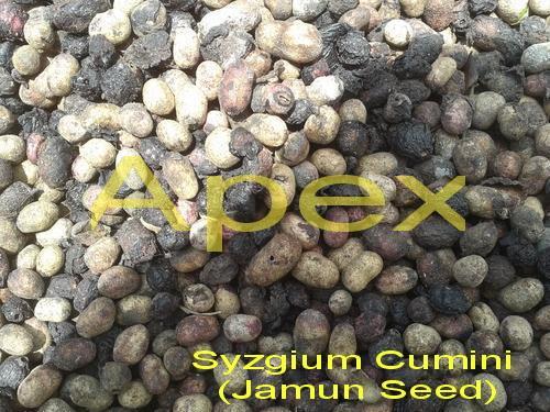 Black Plum Seeds Powder - Additives: No Additives