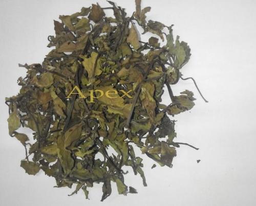 ऑर्थोसिफॉन स्टैमिनस