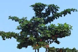 Terminalia Catappa Plant