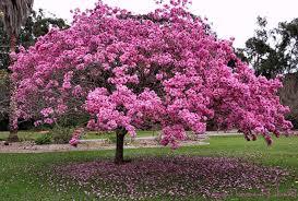 Tabebuia Rosea संयंत्र