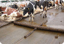 गाय के गोबर के फर्श की खुरचनी