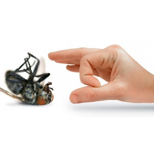 मक्खी नियंत्रण सेवा