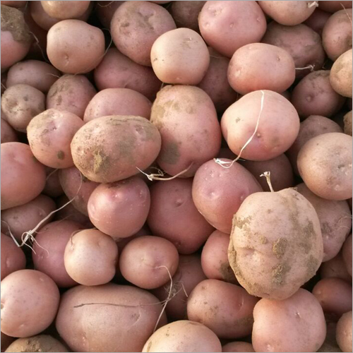 Fresh Preserved Potato