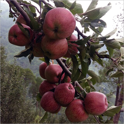 जैविक सेब