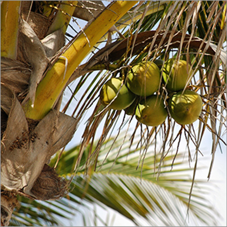 परिपक्व नारियल