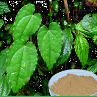 White Epimedium Extract