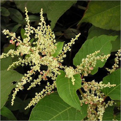 Resveratrol Extract - Trans-resveratrol, 98% Purity, Off-white Yellowish Powder | Solvent Extracted From Grapes & Polygonum Cuspidatum