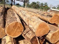 Teak Wood